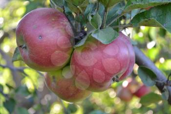 Apple. Grade Jonathan. Apples are red. Winter grade. Growing fruits. Garden. Farm. Fruits apple on the branch. Close-up. Horizontal photo
