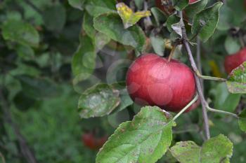 Apple. Grade Jonathan. Apples average maturity. Fruits apple on the branch. Apple tree. Agriculture. Growing fruits. Close-up. Horizontal photo