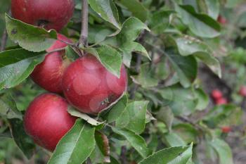 Apple. Grade Jonathan. Apples average maturity. Fruits apple on the branch. Apple tree. Agriculture. Growing fruits. Garden. Horizontal photo