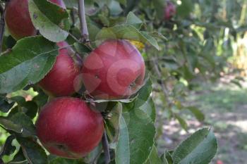 Apple. Grade Jonathan. Apples average maturity.  Growing fruits. Farm. Fruits apple on the branch. Apple tree. Agriculture. Close-up. Horizontal photo