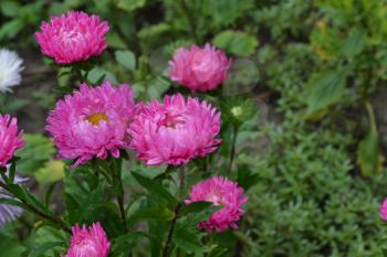 Aster garden. Pink inflorescence. Delicate petals. Horizontal photo. Close-up. Green Garden. Sunny weather