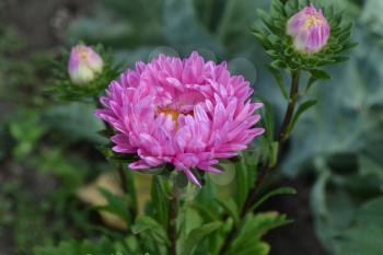 Aster garden. Pink inflorescence. Delicate petals. Horizontal photo. Close-up. Green Garden. Sunny