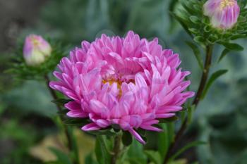 Aster garden. Pink inflorescence. Delicate petals. Horizontal photo. Close-up. Green Garden