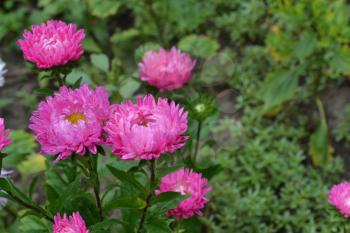 Aster garden. Pink inflorescence. Delicate petals. Horizontal photo. Close-up. Green. Sunny weather