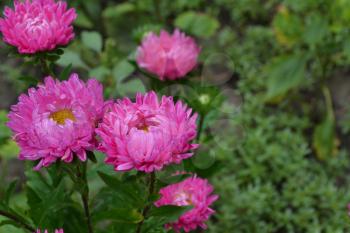 Aster garden. Pink inflorescence. Delicate petals. Horizontal photo. Close-up. Sunny weather