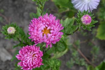 Aster garden. Pink inflorescence. Delicate petals. Horizontal photo. Green Garden. Sunny weather