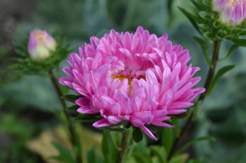 Aster garden. Pink inflorescence. Delicate petals. Horizontal. Green Garden. Sunny weather