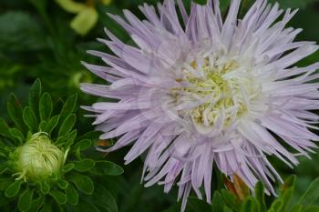 Aster garden. White. Needle petal. Sort by star-like. Close-up. Green Garden. Sunny weather