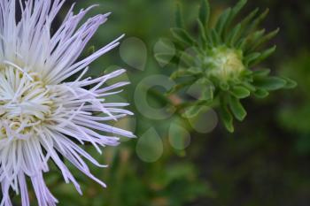Aster garden. White. Needle petal. Sort by star-like. Horizontal photo. Close-up. Green background