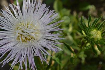 Aster garden. White. Needle petal. Sort by star-like. Horizontal photo. Close-up. Green Garden. Sunny weather