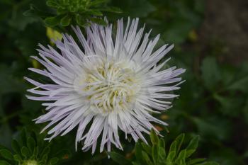 Aster garden. White. Needle petal. Sort by star-like. Horizontal photo. Close-up. Green