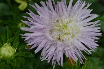 Aster garden. White. Needle petal. Sort by star-like. Horizontal. Close-up. Green Garden. Sunny weather