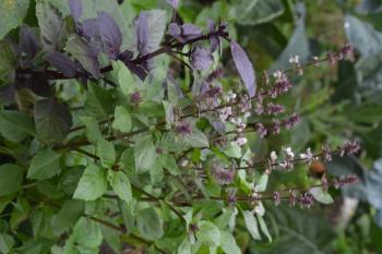 Basil. Ocimum basilicum. Fragrant herbs, spices, herb garden. Italian Cuisine. Bushes basil.  Vertical photo