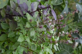 Basil. Ocimum basilicum. Fragrant herbs, spices, herb garden. Italian Cuisine. Bushes basil. View from above. Vertical