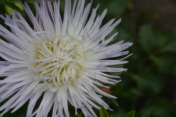 Aster garden. White. Needle petal. Sort by star-like. Horizontal photo. Close-up. Green. Sunny weather