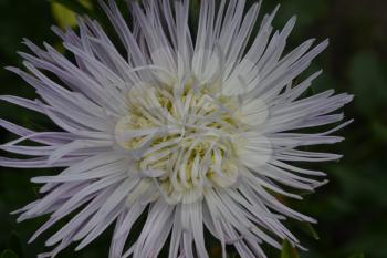Aster garden. White. Needle petal. Sort by star-like. Horizontal photo. Close-up