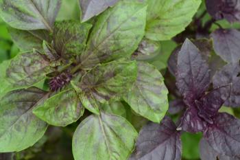 Basil. Bushes basil. Ocimum basilicum. Fragrant herbs, spices, herb garden. Italian Cuisine