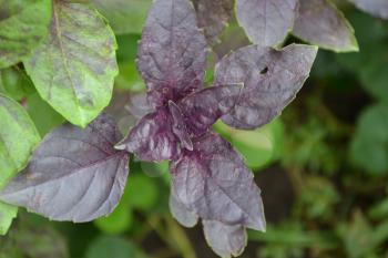 Basil. Bushes basil. Ocimum basilicum. Fragrant herbs, spices, herb garden
