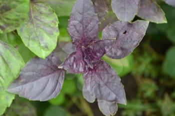 Basil. Bushes basil. Ocimum basilicum. Fragrant herbs, spices. Horizontal photo