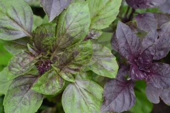 Basil. Ocimum basilicum. Fragrant herbs, spices, herb garden. Italian Cuisine. Bushes basil. Horizontal photo