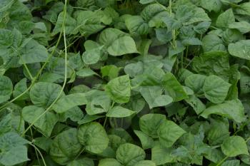 Beans. Phaseolus. Bean leaf. Garden. Field. Growing. Close-up. Horizontal photo