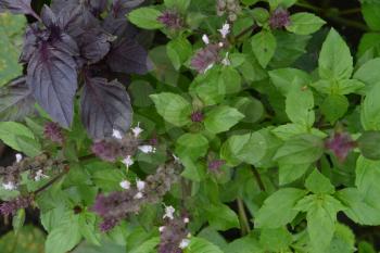 Basil. Spice, herb garden. Italian Cuisine. Bushes basil. View from above. Horizontal photo