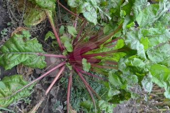 Beet growing in the vegetable garden. Beta vulgaris. Beet. Garden, field, farm. Photos of nature. Vertical photo