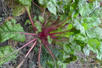 Beet growing in the vegetable garden. Beta vulgaris. Beet. Garden, field, farm. Photos of nature. Vertical