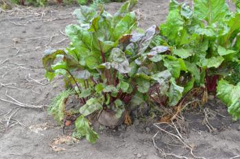 Beta vulgaris. Beet. Garden, field, farm. Beet growing in the vegetable garden