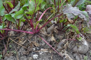 Beta vulgaris. Beet. Garden, field. Beet growing in the vegetable garden. Photos of nature. Horizontal photo