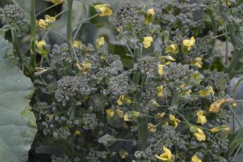 Broccoli. Cabbage close-up. Cabbage growing in the garden. Brassica oleracea var. italica. Growing cabbage. Field. Agriculture