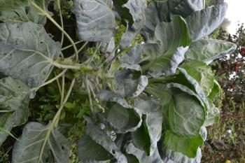 Brussels cabbage. Cabbage close-up. Cabbage growing in the garden. Brassica oleracea. Growing cabbage. Farm. Agriculture