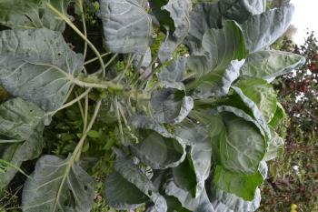 Brussels cabbage. Cabbage close-up. Cabbage growing in the garden. Brassica oleracea. Growing cabbage. Field. Farm