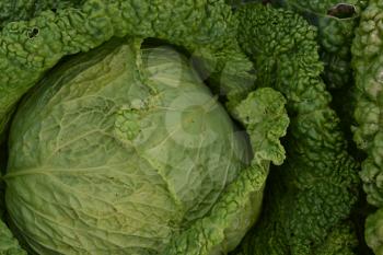 Cabbage close-up. Brassica oleracea. Cabbage in the garden. Cabbage close-up. Savoy Cabbage