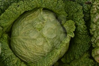 Cabbage. Brassica oleracea. Cabbage in the garden. Cabbage close-up. Savoy Cabbage