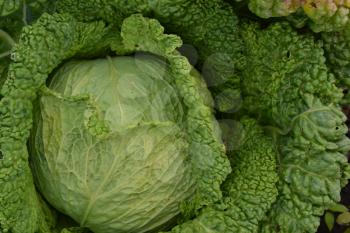 Cabbage. Brassica oleracea. Cabbage in the garden. Farm, field, agriculture. Cabbage close-up. Savoy Cabbage