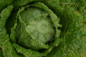 Cabbage. Brassica oleracea. Cabbage in the garden. Farm, field, agriculture. Close-up. Savoy Cabbage