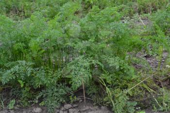 Carrot. Daucus. carrot leaves. Carrots growing in the garden. Garden. Field. growing vegetables. Agriculture. Horizontal photo