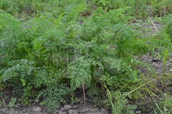 Carrot. Daucus. carrot leaves. Carrots growing in the garden. Garden. Field. growing vegetables. Horizontal