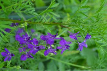 Consolida. Delicate flower. Flower purple. Small flowers on the stem. Among the green leaves. Garden. Field. Growing flowers. On blurred background. Vertical photo