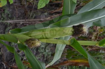 Corn. Zea mays subsp. mays. Corn grows in the garden. Flowers corn. Farm. Field. Agriculture. Close-up. Vertical photo