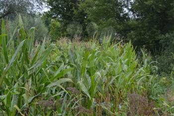 Corn. Zea mays subsp. mays. Corn grows in the garden. Flowers corn. Farm. Field. Agriculture