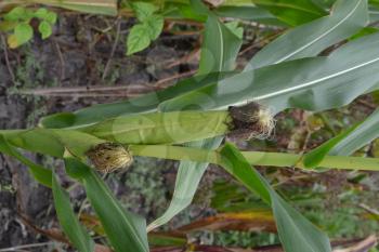 Corn. Zea mays subsp. mays. Corn grows in the garden. Flowers corn. Farm. Field. Garden. Close-up. Vertical photo