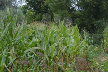 Corn. Zea mays subsp. mays. Corn grows in the garden. Flowers corn. Farm. Field. Garden