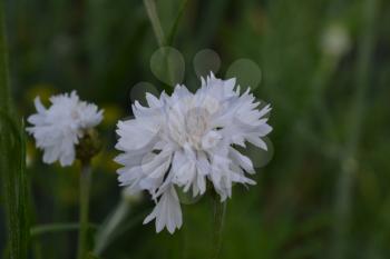 Cornflower white. Centaurea paniculata. Garden plants. Flower. Close-up