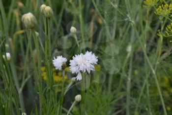 Cornflower white. Centaurea paniculata. Garden plants. Flower. Horizontal photo