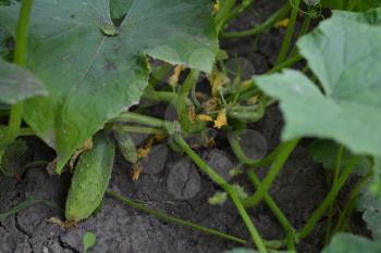 Cucumber. Cucumis sativus. The fruits of cucumber. Cucumber growing in the garden. Garden. Cultivation of vegetables. Agriculture. Horizontal photo
