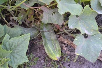 Cucumber. Cucumis sativus. The fruits of cucumber. Cucumber growing in the garden. Garden. Field. Cultivation of vegetables. Agriculture. Horizontal