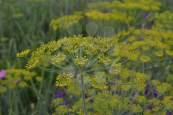 Dill. Anethum graveolens.  Short-lived annuals. Medicinal plant. dill flowers. On blurred background. Garden. Growing herbs. Horizontal
