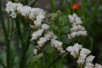 Dried flowers. Limonium sinuatum. Statice sinuata. Flower white. Close-up. Garden. Flowerbed. Growing flowers. Horizontal photo